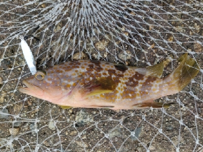 キジハタ16匹メバル1匹