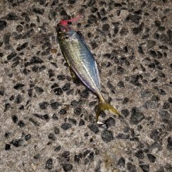 ヒイカ調査のはずが！