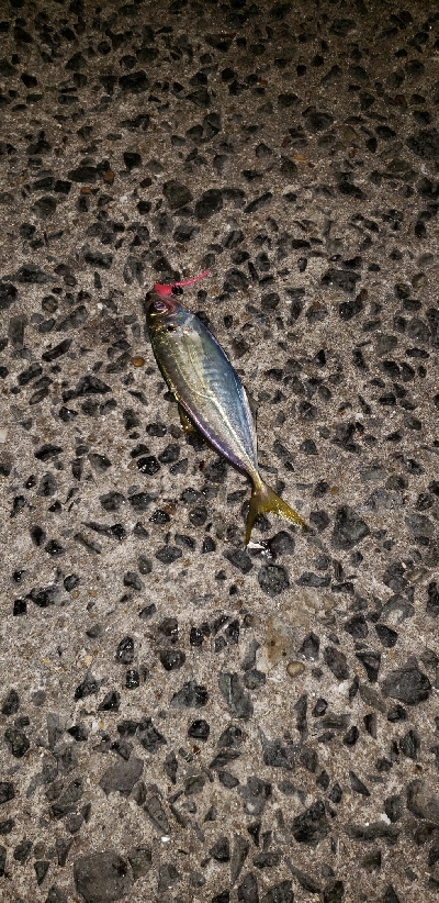 ヒイカ調査のはずが！