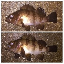 メバリンガー1855〜1935