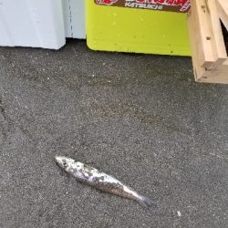 今日は、今年1番の釣果!