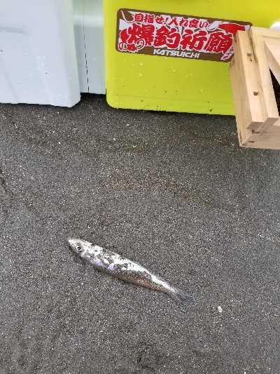 今日は、今年1番の釣果!