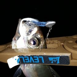 期待通りの釣果