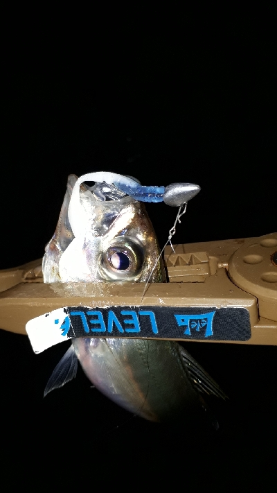 期待通りの釣果