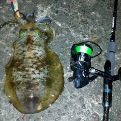 ヤエン師に挟まれて