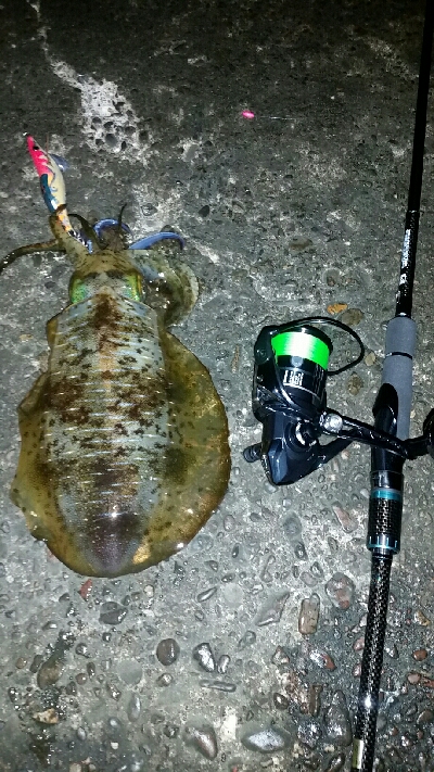 ヤエン師に挟まれて