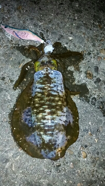 絶好のコンディション