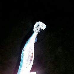 2日連続印南へ。