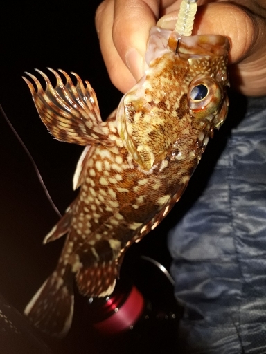 12月17日メバリング