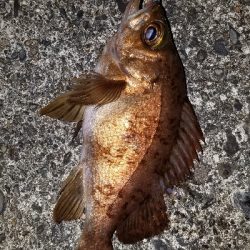 ライトタックル