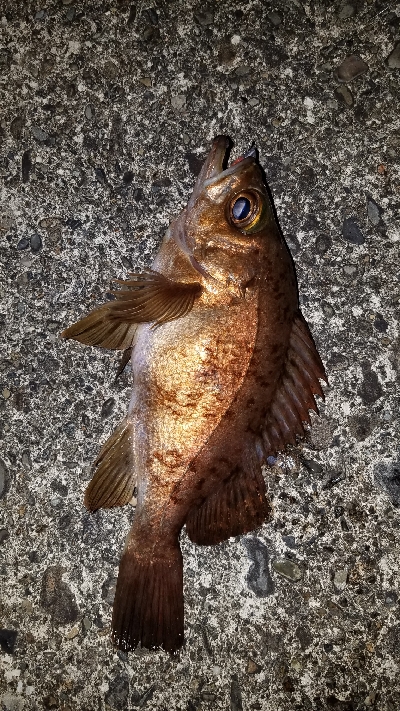 ライトタックル