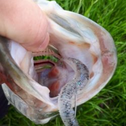 冬の紀の川本流40UPバス！！