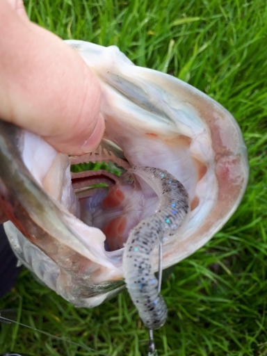 冬の紀の川本流40UPバス！！