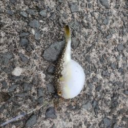 昨日の残り餌を