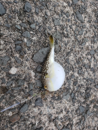 昨日の残り餌を