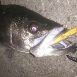 都市載せにランカーをゲット！