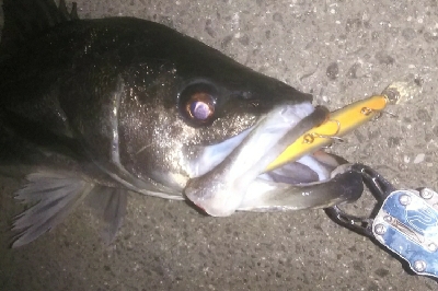 都市載せにランカーをゲット！