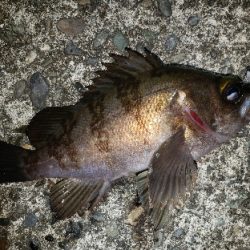 今年の釣り納め