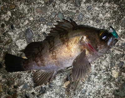 今年の釣り納め