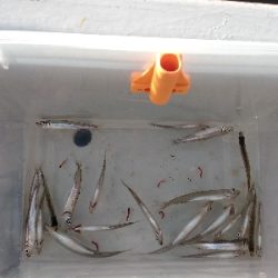 今期2回目・ワカサギ釣り