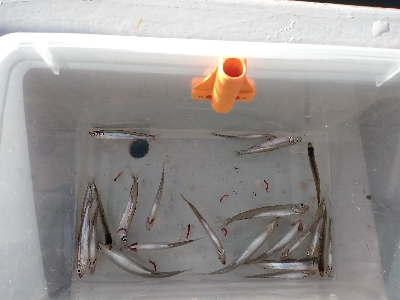 今期2回目・ワカサギ釣り