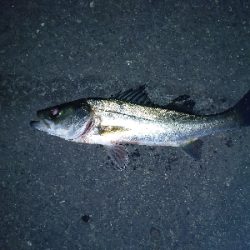 煮付け用カサゴを求めて釣り納め