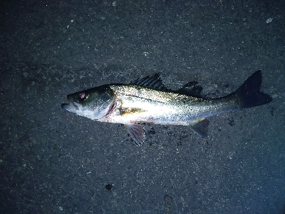 煮付け用カサゴを求めて釣り納め