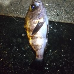 2019年12月18日釣行in箱崎ふ頭