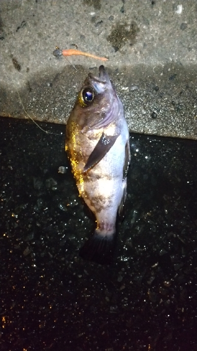 2019年12月18日釣行in箱崎ふ頭