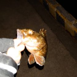 釣り納め、アジング不発ガッシーのみ