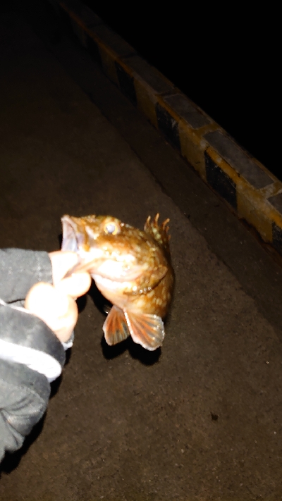 釣り納め、アジング不発ガッシーのみ