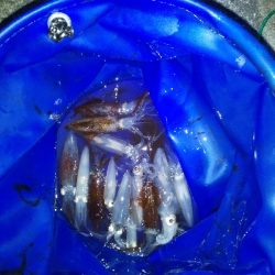 イカ刺しが食べたくて。