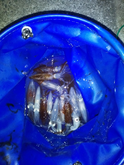 イカ刺しが食べたくて。