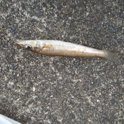 ちょい投げ　落ちギス