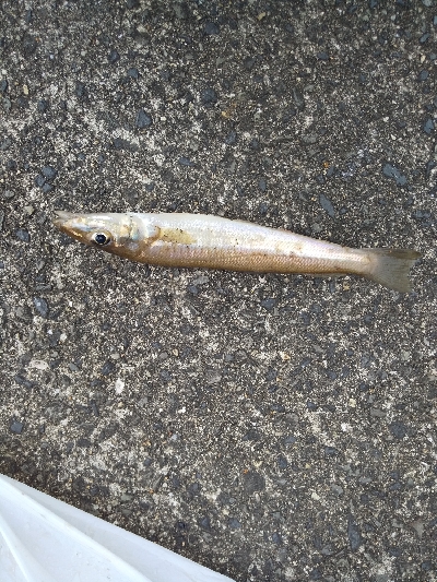 ちょい投げ　落ちギス