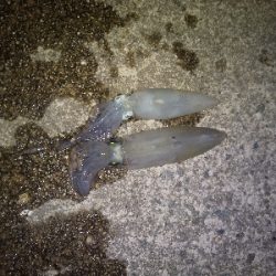 クリスマス　ヒイカ