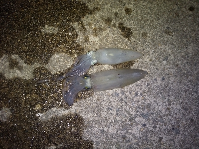 クリスマス　ヒイカ