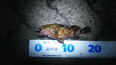 ヘチ釣り ガルプ祭り