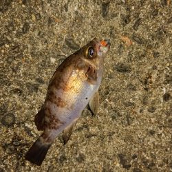 アジングなのにアジ1匹