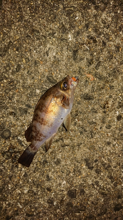 アジングなのにアジ1匹