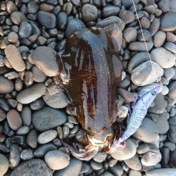 いきなり、入れ食い