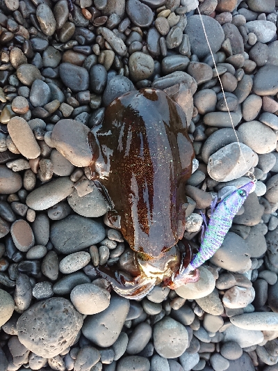 いきなり、入れ食い