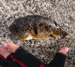 寒いけどアジング