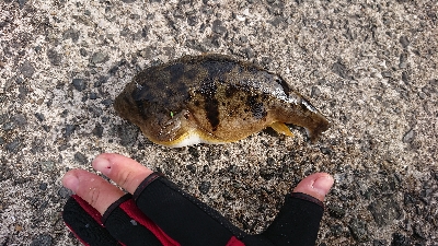 寒いけどアジング