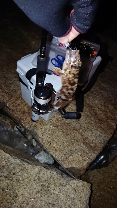 メバリング調査