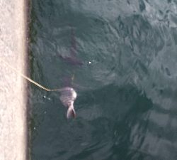 今年4度目の年無し