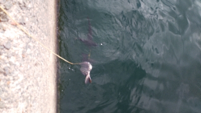 今年4度目の年無し