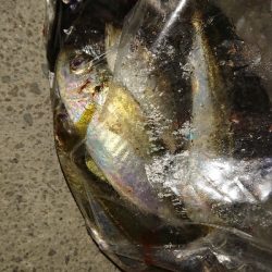 ２日連チャン！