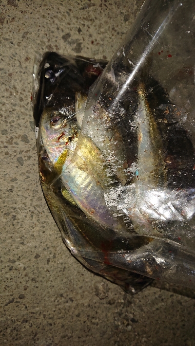 ２日連チャン！