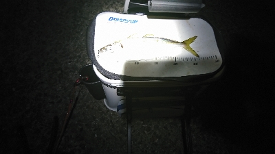 newタックルの入魂式